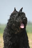BOUVIER DES FLANDRES 522